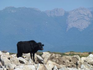 Korsika a Sardínie 2012